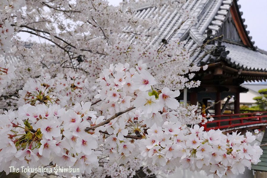 【動画】樹齢70年の桜が満開　徳島市の不動院密厳寺【徳島さくら点描2022】