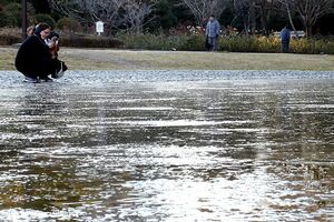 園内のバラ園前の池では、約１センチの氷が所々に張った＝８日午前８時ごろ、徳島市の徳島中央公園