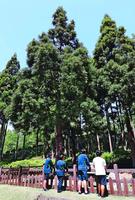 全国植樹祭で天皇陛下が植えられた杉=神山町の県立神山森林公園(山田旬撮影)