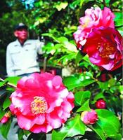 鮮やかな花を咲かせたツバキ=美波町木岐の木岐椿公園