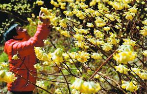 黄色の花を咲かせ、野山を彩るミツマタ=神山町上分の大中尾集落