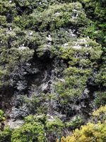 城山で集団営巣するアオサギ。ふんで周辺の木々が枯れる被害が出ている＝徳島市の徳島中央公園
