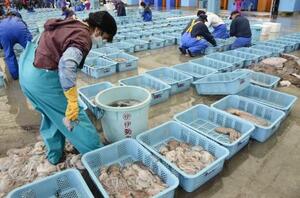 　福島県相馬市の漁港に並ぶ水産物＝２０１９年４月