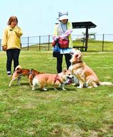 ドッグランで愛犬を遊ばせる利用者=松茂町豊岡の月見ケ丘海浜公園