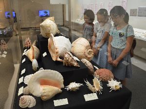 さまざまな種類の貝類を紹介する企画展「シェルズ」＝徳島市の県立博物館