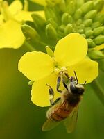 活発に蜜を集めるミツバチ=徳島県上板町の第十堰北岸