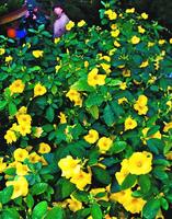 鮮やかな黄色の花を咲かせたキバナアマ=徳島市眉山町大滝山の「和田乃屋」