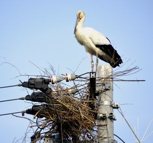 電柱の上に巣を作るコウノトリ＝鳴門市大麻町