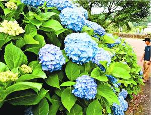 青い花を咲かせ始めたアジサイ=那賀町横石の相生森林文化公園あいあいらんど