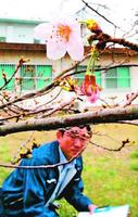 開花した標本木のソメイヨシノ=徳島市の徳島地方気象台