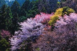 色とりどりの山桜が山の斜面を彩り、春本番を実感する=美馬市穴吹町口山