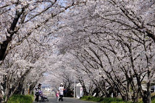 徳島で桜満開　気象台が発表