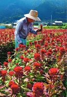鮮やかな赤い花を付けたケイトウを収穫する農家=那賀町延野