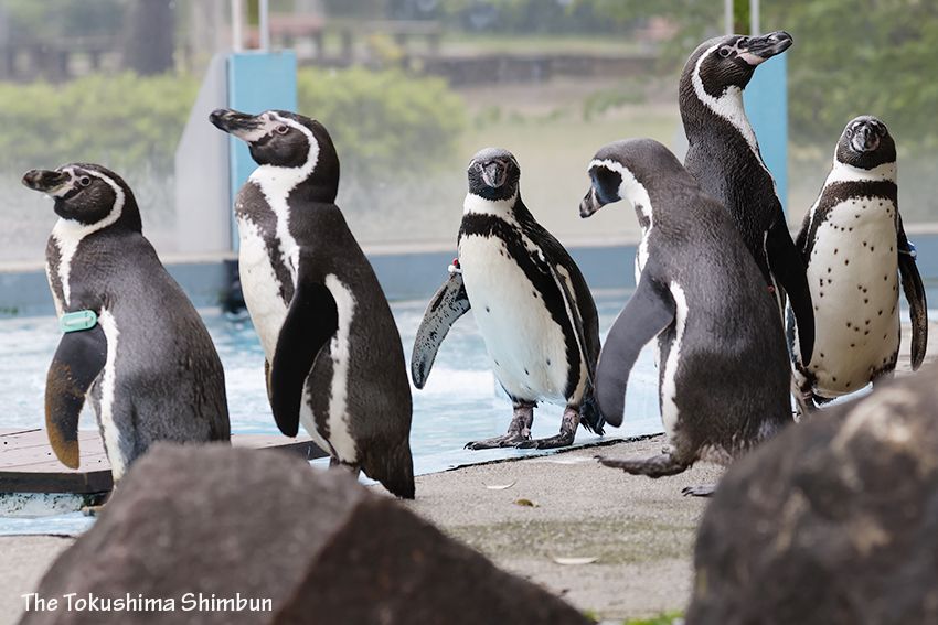 【動画】フンボルトペンギン　泳ぐ姿、空を飛ぶよう　会いに来て！とくしま動物園の人気者＜3＞
