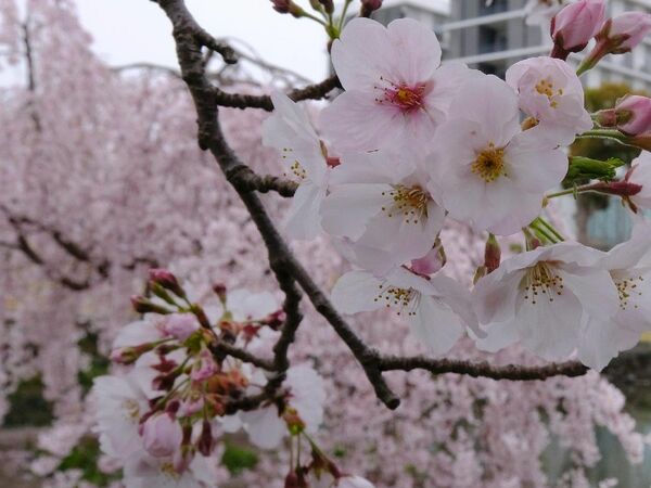 徳島市の桜開花３月２４日　平年より４日早く