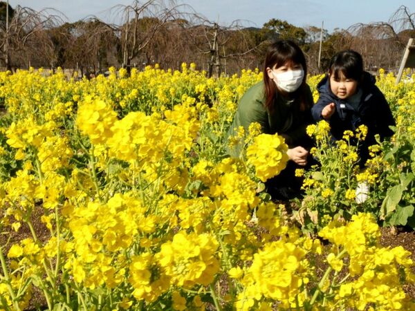 黄色で元気いっぱい　菜の花満開／鳴門ウチノ海総合公園