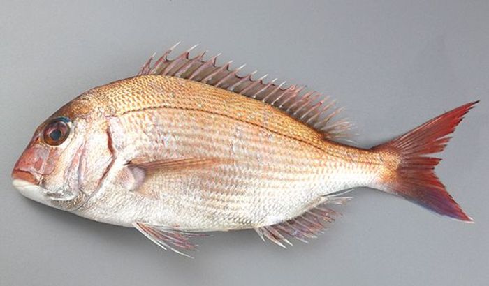 タイ 塩焼きや煮付けにも ぼうずコンニャクのうますぎる徳島の魚 １ 暮らし Pickupニュース 徳島新聞