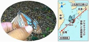 【写真左】小松島市でマーキングされた後、台湾で見つかったアサギマダラ＝台湾・澎湖諸島（大原賢二さん提供）