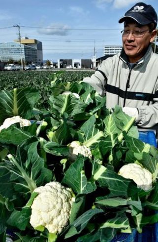 寒い朝 カリフラワー出番 徳島市で収穫最盛期 徳島ニュース 徳島新聞