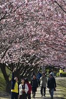 蜂須賀桜を楽しむ家族連れら＝徳島中央公園