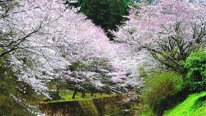 七分咲きになった桜が谷筋の山肌を埋める「東山さくらの里」=吉野川市美郷