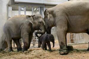 　名古屋市の東山動植物園で生まれたアジアゾウの赤ちゃん（中央）。右は母親の「アヌラ」、左は「さくら」＝２６日（同園提供）