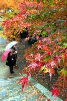 雨にぬれたモミジの葉＝徳島市丈六町丈領の丈六寺