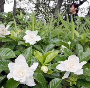 甘い香りを放つクチナシの花＝徳島市名東町１