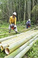 流しそうめんのイベントで使う竹を伐採する林業会社の従業員＝三好市三野町