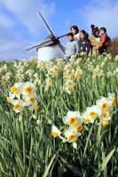 風車の丘で咲き始めたスイセン＝板野町のあすたむらんど徳島