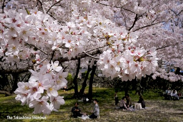 徳島中央公園で桜満開