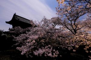 季節ごとの花が訪れる人の目を楽しませる熊谷寺。山門を彩るソメイヨシノが月夜に浮かび上がる＝2020年4月、阿波市土成町土成