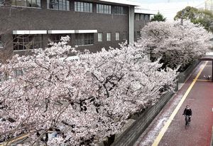 徳島東署の移転後も残される見通しとなった徳島地裁北側の桜並木＝２０１２年４月、徳島市徳島町１