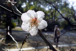 園内を彩り始めた白梅の花＝徳島市の徳島中央公園