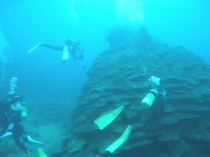 千年サンゴの周辺でサンゴを食べる巻き貝などを回収する学生ダイバー＝牟岐町の牟岐大島湾内（協議会提供）