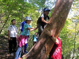 木登りを楽しむ児童ら＝那賀町沢谷のファガスの森
