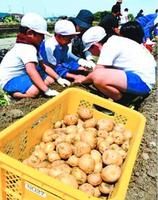 ジャガイモを収穫する藍住西小児童