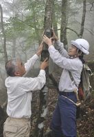 ツキノワグマを撮影するため、センサー付きカメラを取り付ける四国森林管理局の職員ら＝県西部の国有林