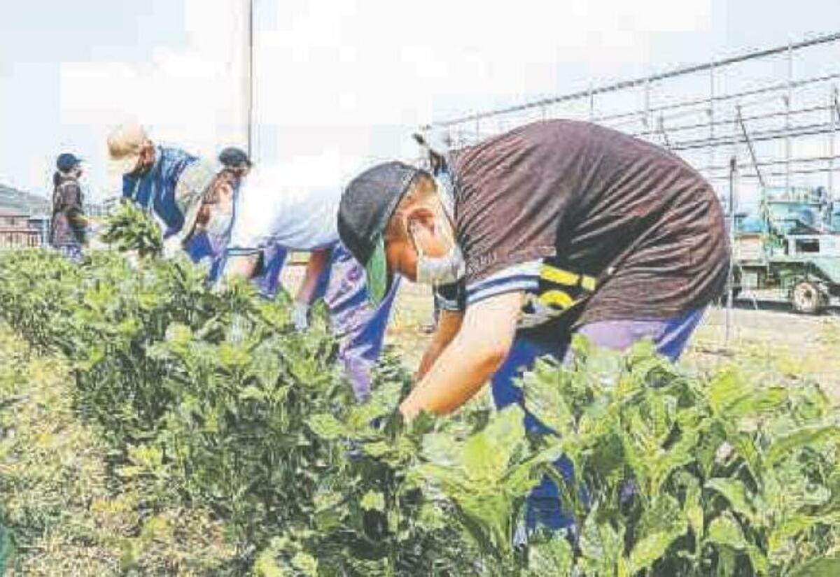 国府支援学校生が藍の葉を収穫体験 県農水支援センター 徳島の話題 徳島ニュース 徳島新聞電子版